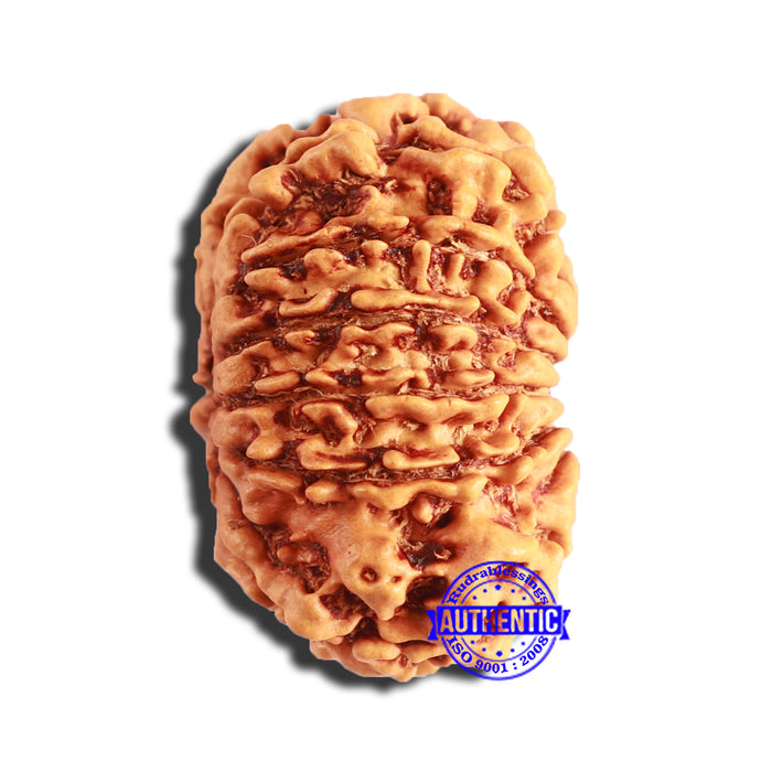 13 Mukhi Nepalese Rudraksha - Bead No. 344