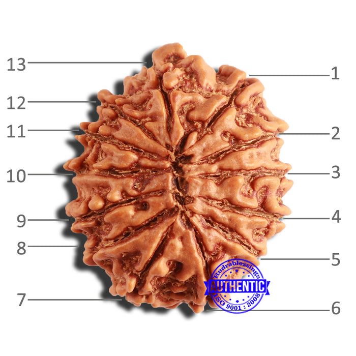 13 Mukhi Nepalese Rudraksha - Bead No. 345