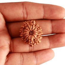 Load image into Gallery viewer, 13 Mukhi Nepalese Rudraksha - Bead No. 345
