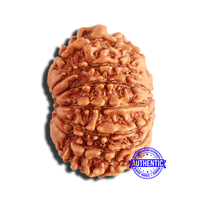 13 Mukhi Nepalese Rudraksha - Bead No. 345
