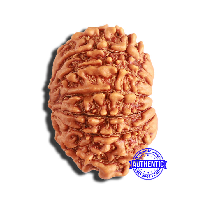 13 Mukhi Nepalese Rudraksha - Bead No. 345