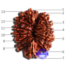 Load image into Gallery viewer, 13 Mukhi Nepalese Ganesh Rudraksha - Bead No 346
