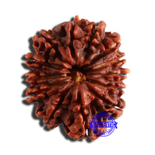 Load image into Gallery viewer, 13 Mukhi Nepalese Ganesh Rudraksha - Bead No 346
