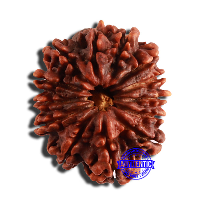 13 Mukhi Nepalese Ganesh Rudraksha - Bead No 346
