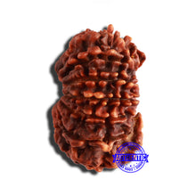 Load image into Gallery viewer, 13 Mukhi Nepalese Ganesh Rudraksha - Bead No 346
