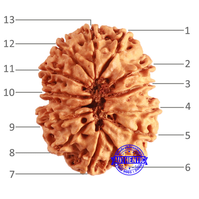 13 Mukhi Nepalese Rudraksha - Bead No. 348