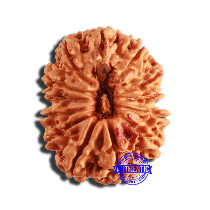 13 Mukhi Nepalese Rudraksha - Bead No. 348
