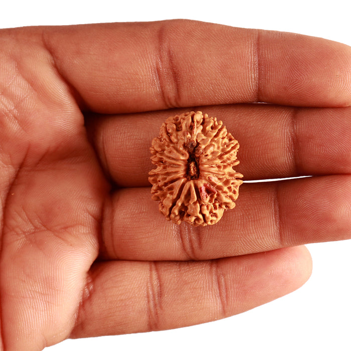 13 Mukhi Nepalese Rudraksha - Bead No. 348