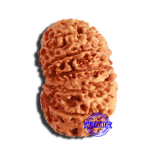 Load image into Gallery viewer, 13 Mukhi Nepalese Rudraksha - Bead No. 348
