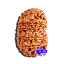 Load image into Gallery viewer, 13 Mukhi Nepalese Rudraksha - Bead No. 348
