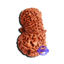 Load image into Gallery viewer, 16 Mukhi Rudraksha from Nepal - Bead No. 88
