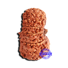 Load image into Gallery viewer, 16 Mukhi Rudraksha from Nepal - Bead No. 88
