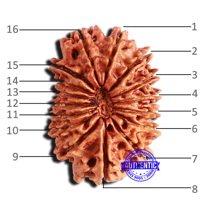 16 Mukhi Rudraksha from Nepal - Bead No. 97