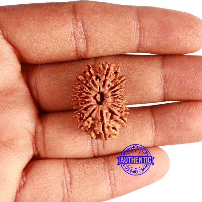 16 Mukhi Rudraksha from Nepal - Bead No. 97
