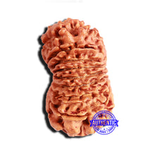 Load image into Gallery viewer, 16 Mukhi Rudraksha from Nepal - Bead No. 97
