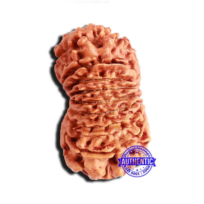 16 Mukhi Rudraksha from Nepal - Bead No. 97