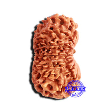 Load image into Gallery viewer, 16 Mukhi Rudraksha from Nepal - Bead No. 97
