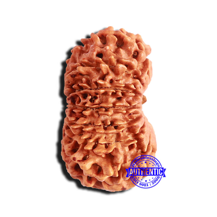 16 Mukhi Rudraksha from Nepal - Bead No. 97