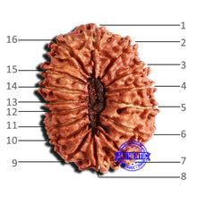 Load image into Gallery viewer, 16 Mukhi Rudraksha from Nepal - Bead No. 98
