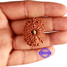 Load image into Gallery viewer, 16 Mukhi Rudraksha from Nepal - Bead No. 98

