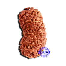 Load image into Gallery viewer, 16 Mukhi Rudraksha from Nepal - Bead No. 98
