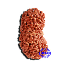 Load image into Gallery viewer, 16 Mukhi Rudraksha from Nepal - Bead No. 98
