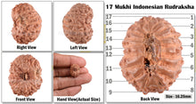 Load image into Gallery viewer, 17 Mukhi Rudraksha from Indonesia - Bead No. 100
