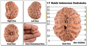 17 Mukhi Rudraksha from Indonesia - Bead No. 100