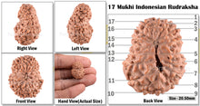 Load image into Gallery viewer, 17 Mukhi Rudraksha from Indonesia - Bead No. 91
