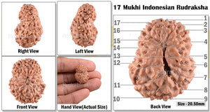 17 Mukhi Rudraksha from Indonesia - Bead No. 91