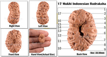 Load image into Gallery viewer, 17 Mukhi Rudraksha from Indonesia - Bead No. 92

