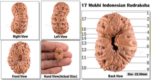 17 Mukhi Rudraksha from Indonesia - Bead No. 92