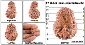 17 Mukhi Rudraksha from Indonesia - Bead No. 96