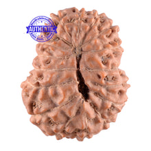 Load image into Gallery viewer, 17 Mukhi Rudraksha from Indonesia - Bead No. 91
