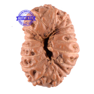 17 Mukhi Rudraksha from Indonesia - Bead No. 92