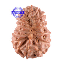 Load image into Gallery viewer, 17 Mukhi Rudraksha from Indonesia - Bead No. 96
