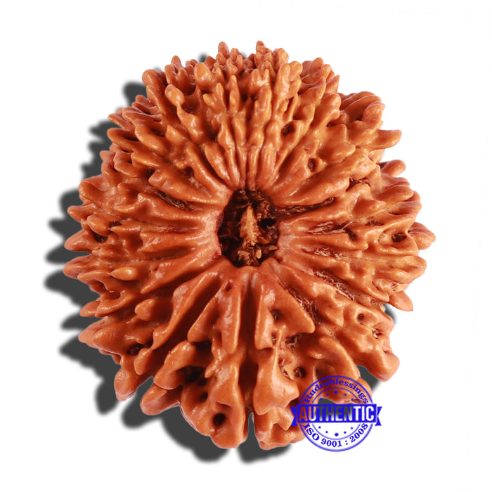 17 Mukhi Nepalese Rudraksha - Bead No. 53