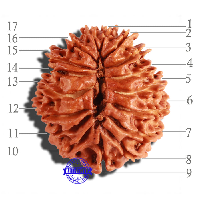 17 Mukhi Nepalese Rudraksha - Bead No. 53