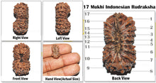 Load image into Gallery viewer, 17 Mukhi Rudraksha from Indonesia - Bead No. 71
