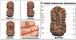 17 Mukhi Rudraksha from Indonesia - Bead No. 71