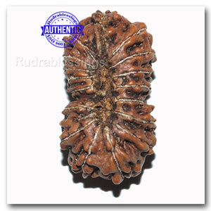 17 Mukhi Rudraksha from Indonesia - Bead No. 71