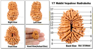 17 Mukhi Rudraksha from Nepal - Bead No. 17