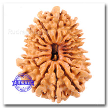 Load image into Gallery viewer, 17 Mukhi Rudraksha from Nepal - Bead No. 17
