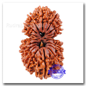 17 Mukhi Nepalese Gaurishankar Rudraksha - Bead No. 18