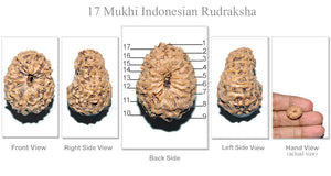 17 Mukhi Rudraksha from Indonesia - Bead No. 66