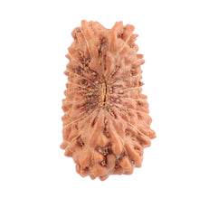 Load image into Gallery viewer, 17 Mukhi Rudraksha from Indonesia - Bead No. 115
