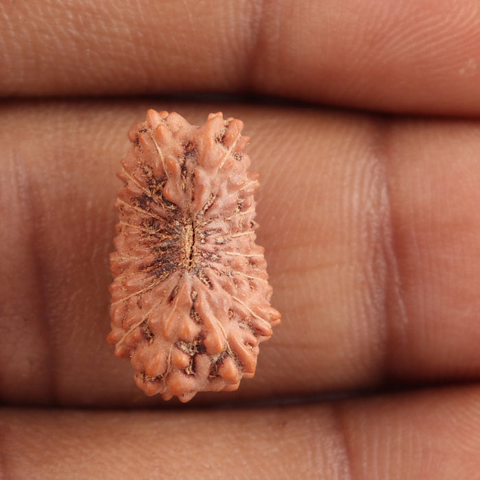17 Mukhi Rudraksha from Indonesia - Bead No. 115