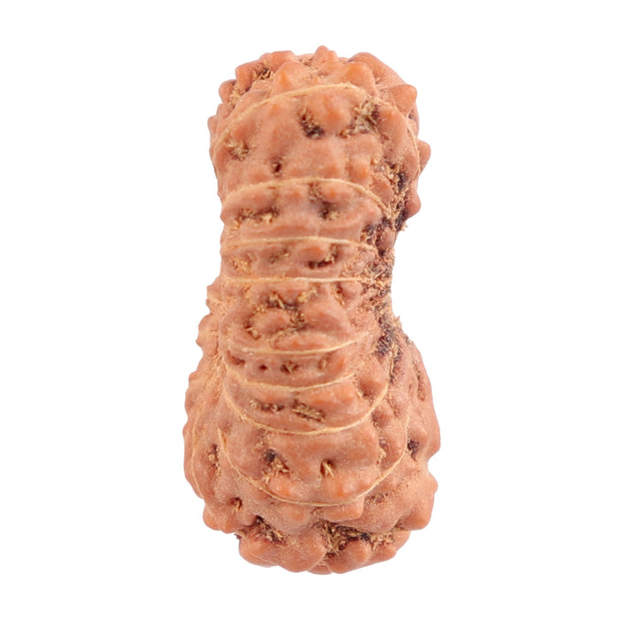 17 Mukhi Rudraksha from Indonesia - Bead No. 115