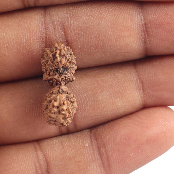 17 Mukhi Gaurishankar Rudraksha from Indonesia - Bead No. 137