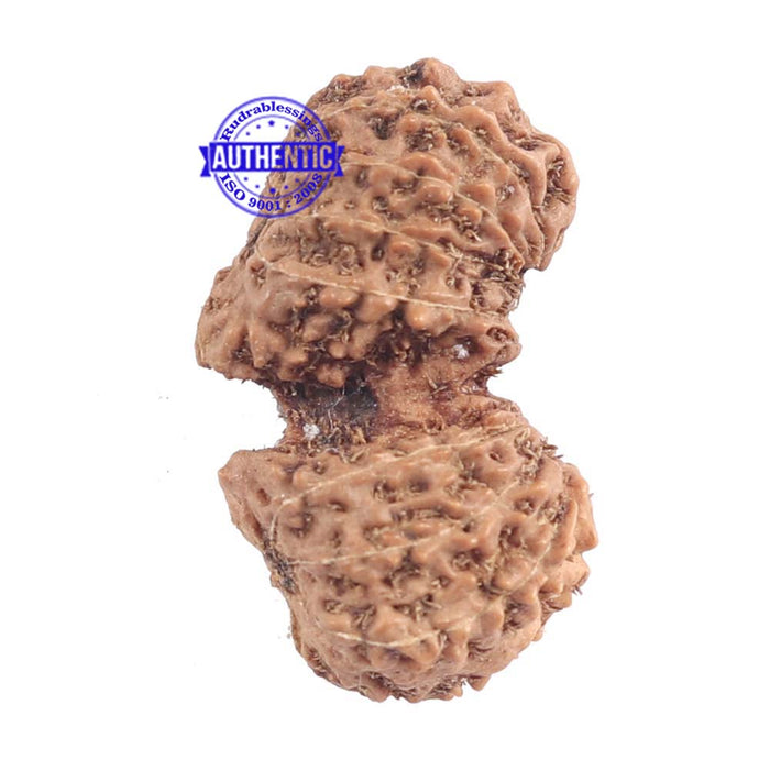 17 Mukhi Gaurishankar Rudraksha from Indonesia - Bead No. 137